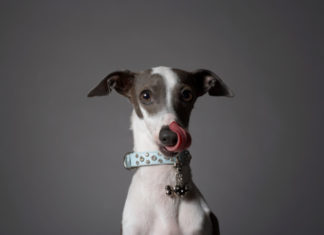 Il Levriero 560 0 051 Levriero